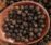 High-quality macro shot of black peppercorns in a wooden spoon on a bowl.
